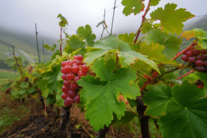 Crimson Elixir: A Rain-kissed Wine Glass Amidst the Vineyards: Prompt /imagine rotes weinglas im regen inmitten der weinberge --ar 3:2 --v 5